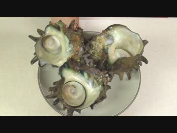 大サザエで呑む【長火鉢とおっさん118】