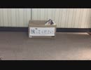 捨て猫がいたので、保護して水責めしてみた。