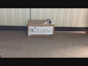 捨て猫がいたので、保護して水責めしてみた。