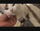 レクサスとほぼ同性能のエンジンをもつ猫（ニャクサス