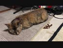 リビングにツチノコ落ちてた