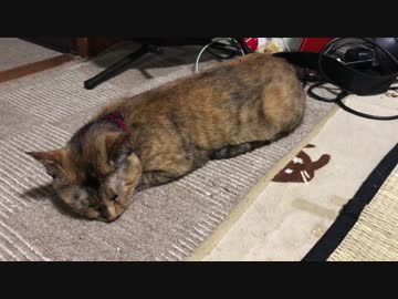 リビングにツチノコ落ちてた