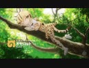 ハッピーオセロット