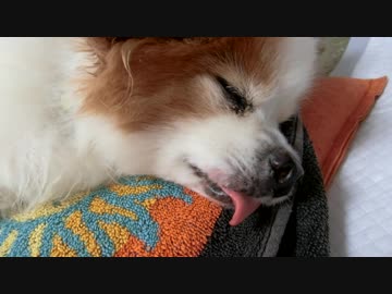 舌を出してすやすやするワンコ（パピヨン）6