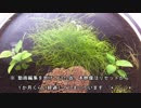 17.小型アクアリウム水槽（【ろ過装置】ZARUⅡ型リセット）