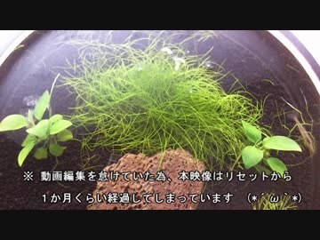 17.小型アクアリウム水槽（【ろ過装置】ZARUⅡ型リセット）