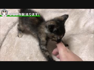 なんでもカミカミする仔猫