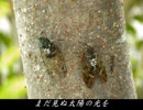 槇原敬之 - 「Cicada」
