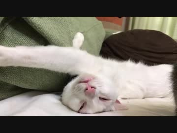 ｳﾁｭｰﾈｺﾁｬﾝ、春に咲く謎寝相