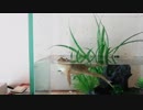 ホバリングするバジェットガエル