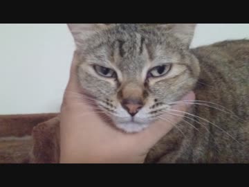 拾いねこ＠生後2552/2519日目　珍しくハンモックなアコさん。