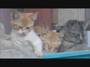 母猫に置き去りにされて少し焦ってくる子猫達