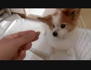 カツオのたたきを食べるワンコ（パピヨン）