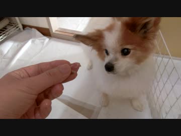 カツオのたたきを食べるワンコ（パピヨン）