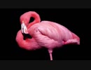 【蓮瞳ひとみ】Flamingo / 米津玄師【歌ってみた】