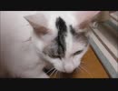 もう拾ってきて３年、全然病気しないのはいいんだけど家でゴロゴロしてるだけでまったく働こうとしないですｗｗ