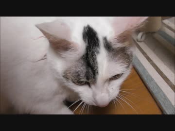 もう拾ってきて３年、全然病気しないのはいいんだけど家でゴロゴロしてるだけでまったく働こうとしないですｗｗ