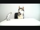 ASMR Husky Reviewing Raw Beef Meat Parts!