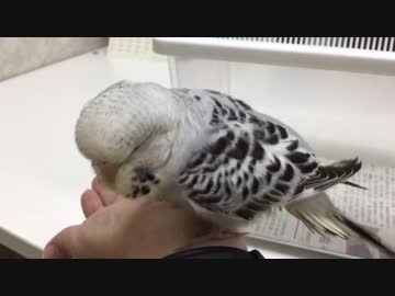 ピロロ \(･∀･)/ ピロロ 〜お迎え5日目、入院2日目〜