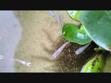【めだか】めだかさんのお食事