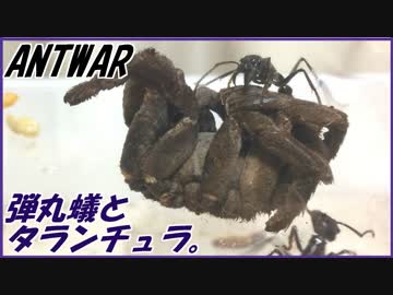 アリにタランチュラを与える。