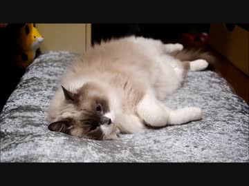 ひたすらひたすらねむいだけ