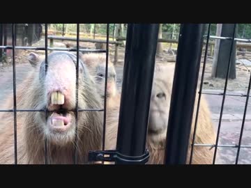 【げっ歯類】カピバラ、群れの厳しいおきてを見せつける