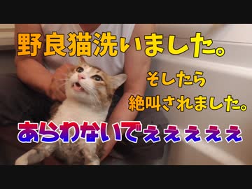 薄汚れて帰宅した猫をお風呂にいれたら大絶叫されました。