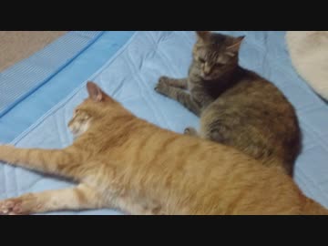 拾いねこ＠生後2553/2520日目　ぱたり。