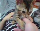 最近来たぬこ　その8