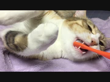 猫に歯磨きを教え込む！