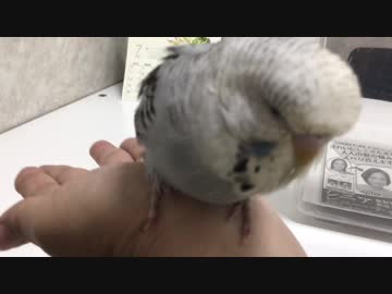 ピロロ \(･∀･)/ ピロロ 〜お迎え7日目、入院4日目〜