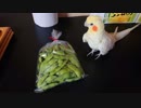 夏は いいちこと枝豆！（注・いいちこの中身は飼い主が頂いております）