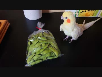 夏は いいちこと枝豆！（注・いいちこの中身は飼い主が頂いております）