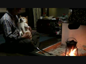 【柴犬ジロー】 なんとなく幸せ 【柴犬ラン】