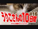 うりこさんの10日間 - 2019#16