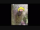 ヒグラシ(金剛いろは)