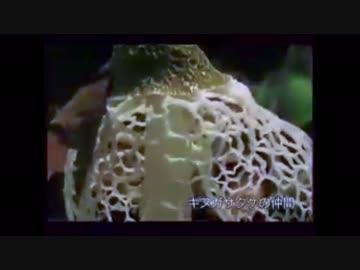 きのこが高速で大きくなる動画