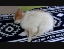 モフモフもこもこなワンコ（パピヨン）5