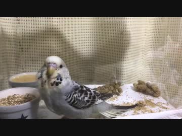 ピロロ \(･∀･)/ ピロロ 〜お迎え8日目〜