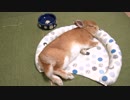 今日の麦ちゃん＃6