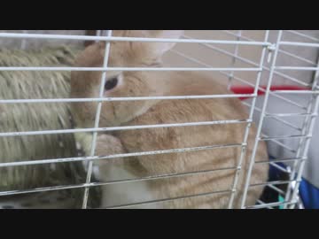 うさぎ飼いあるある