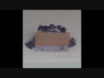 【動物おもしろ動画】ツバメのひなが、親鳥からエサをもらおうとした結果ｗ