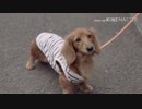 突然静止画になるテンちゃん.37kb