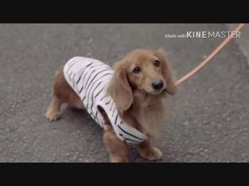 突然静止画になるテンちゃん.37kb