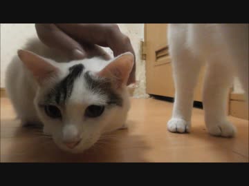 交通渋滞の１００倍やばいモフリ渋滞が発生ｗｗ