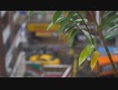Rain Soaked Plant in Cityscape　下川貴裕