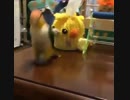 funny parrot
