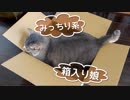 【モアクリ】 みっちり箱入りキャット