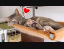 【モアクリ】 のんびりキャットハンモック